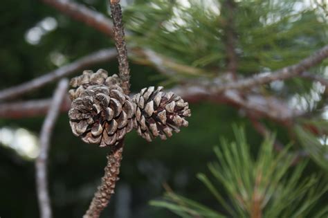 Семейное Фото В Лесу С Шишками – Telegraph