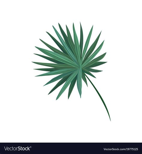Green Fan Palm Tree Leaf Royalty Free Vector Image