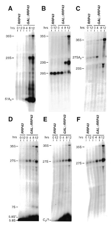 Analysis Of Pre Rrna Steady State Levels In Rrp43p Depleted Cells Rna