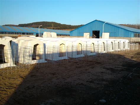 Basic White Animal Cages For Cattle Open Front Door Cow House With Rear