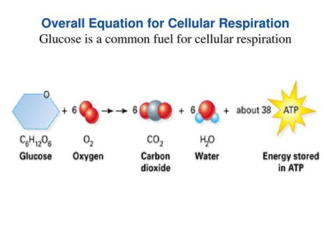 Ppt 74 Electrons Fall” From Food To Oxygen During Cellular