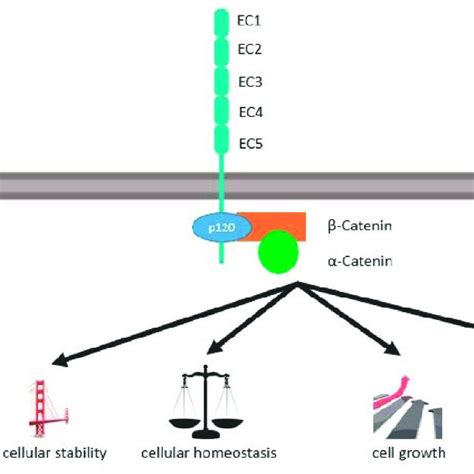 Role of E-cadherin for cellular homeostasis, polarity and... | Download Scientific Diagram