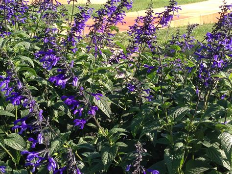 Salvia 'Black & Bloom' - Improved Version of 'Black & Blue'