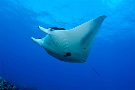Giant Manta Ray | NOAA Fisheries