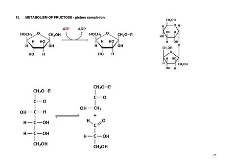 Fructose Metabolism Diagram | Quizlet