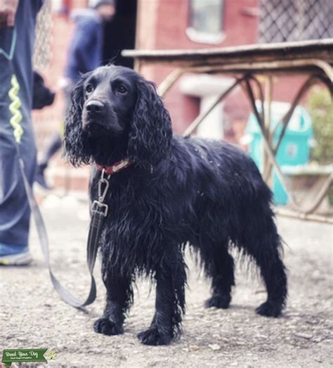 male english cocker spaniel stud dog  noida  united states breed  dog
