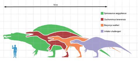 Suchomimus | Paleontology World