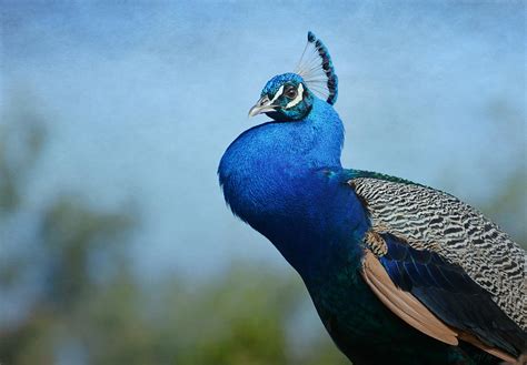 Peacock Mystique Photograph by Fraida Gutovich - Fine Art America