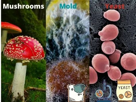 Why Are Bacteria and Fungi Decomposers? (How, What and Why!) – Outlife ...