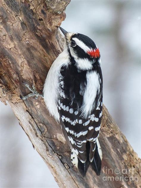 Majestic Downy Male Woodpecker Photograph By Teresa A And Preston S