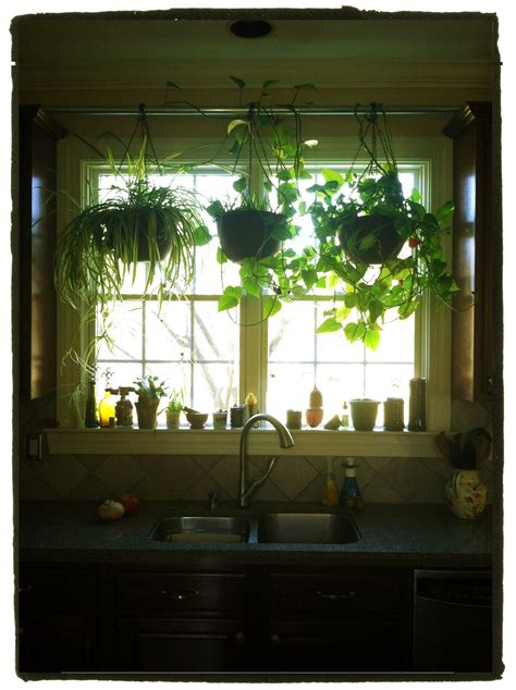 32+ Plants For Kitchen Cabinets PNG - House Ideas