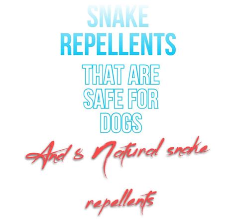8 Natural Snake Repellent Safe For Dogs - PokyDogs
