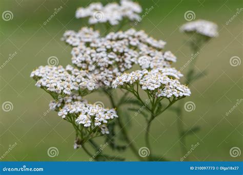 Flor Blanca De Flor De Yarrow Achillea Millefolium Foco Selectivo Imagen De Archivo Imagen De