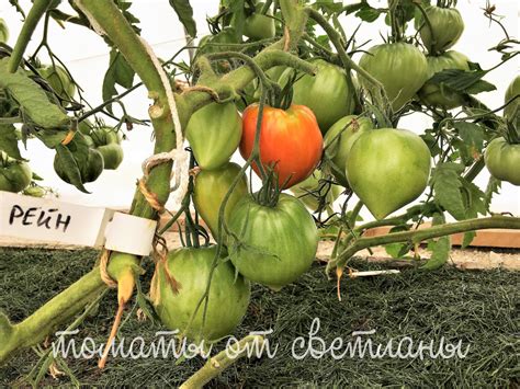 Фатер Рейн - семена томатов
