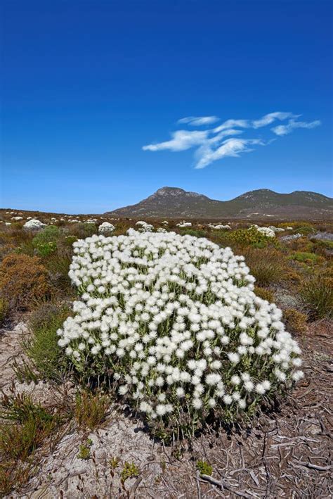 Fynbos In Bloom Fynbos Wildflowers Growing On A Western Cape Landscape
