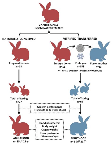 Wild Rabbit Life Cycle