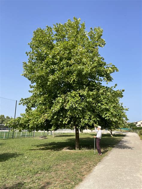 Travaux de recherches de PLATANOR® ‘Vallis clausa’ UN PLATANE RÉSISTANT