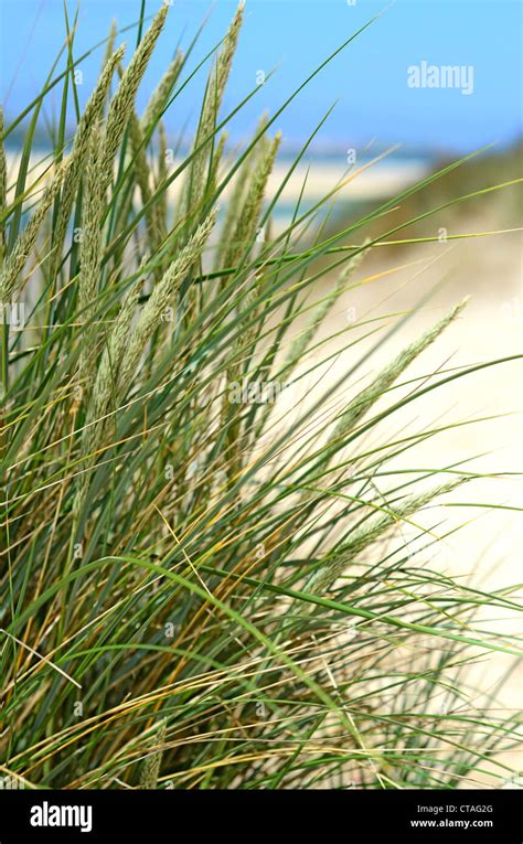 sand dune grass stock photo alamy