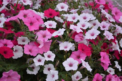 Supertunia® Petunias Heydens Gardens