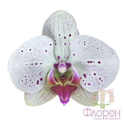 Орхидея Фаленопсис белая в крапинку 2 цветоноса №12 Standart – Купить ...