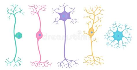 Neuron Types Stock Illustrations 261 Neuron Types Stock Illustrations Vectors And Clipart