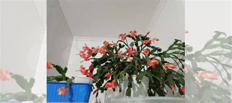 Декабрист коралловый купить в Тюмени | Товары для дома и дачи | Авито