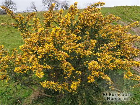 Ulex Europaeus from Burncoose Nurseries