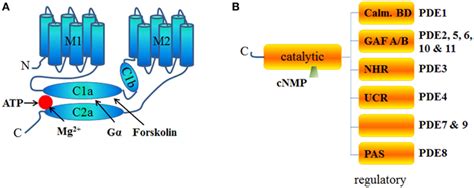 Schematic Structure Of Acs And Pdes A Structure Of Adenylyl Cyclase