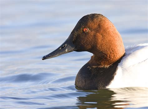 bill hubick photography canvasback aythya valisineria