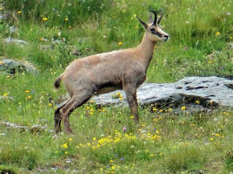 25 Fun And Weird Facts About Chamois - Tons Of Facts