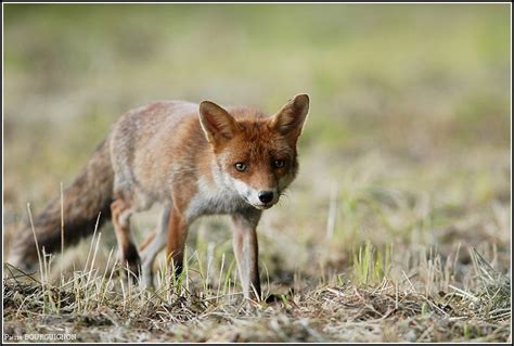 Renard roux (Vulpes vulpes) par Pierre BOURGUIGNON, Photographe ...