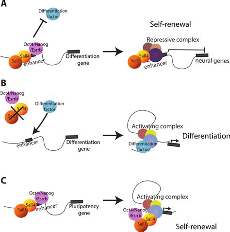 Model Of Sall4 Activity In Es Cells Download Scientific Diagram