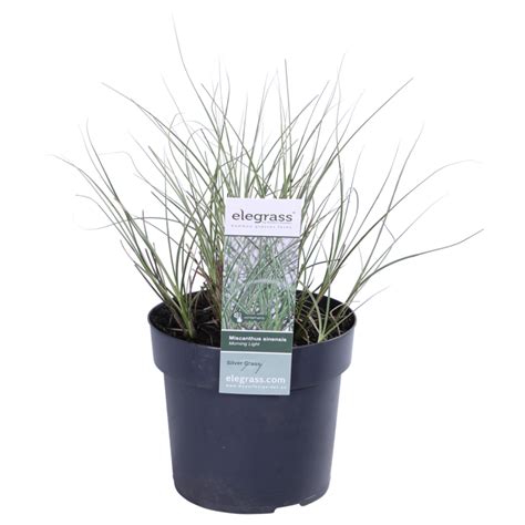 Miscanthus sinensis ‘Morning Light’ - Perfect Garden
