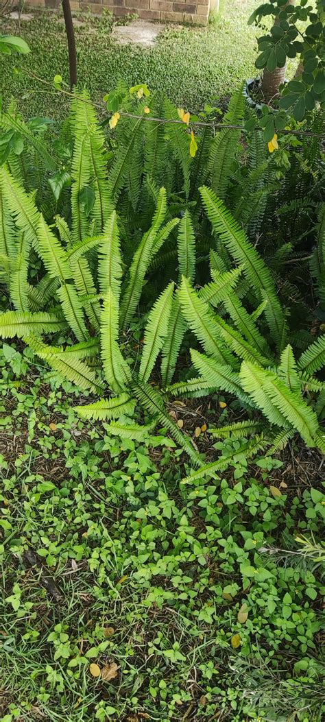 can someone please ID these two common garden plants SEQ : r