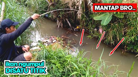 Lihat Hasilnya Mancing Wader Dengan Umpan Andalan Mancing Mania