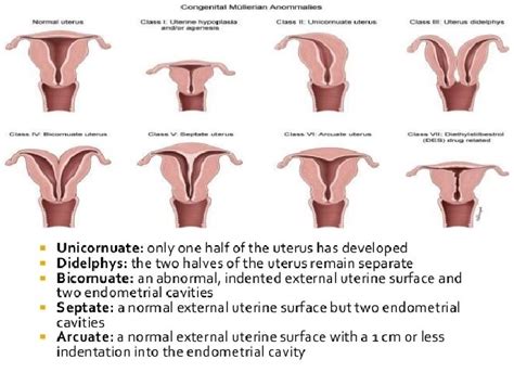 Genital Organs Embryology Secondary Sex Organs Secondary Genital