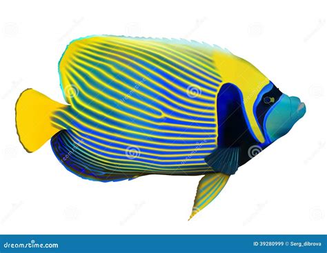 Angelfish Vector Illustration 9936968
