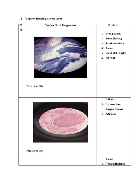 gambar preparat histologi