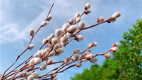 Pussy Willow Flower
