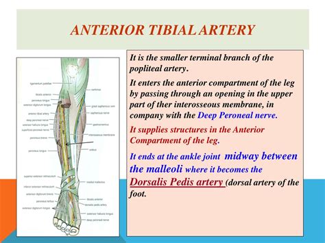 Anterior Tibial Arteries