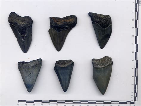 Shark Tooth Identification Chart