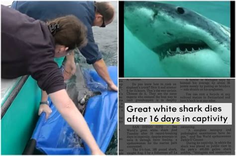 Watch: Many great white sharks have died in aquariums, here's why they