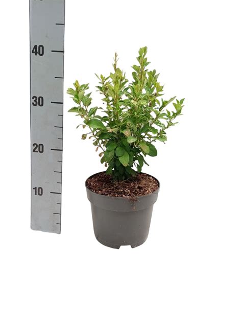 Berberis Thunbergii Powwow — Plant Wholesale Floraccess