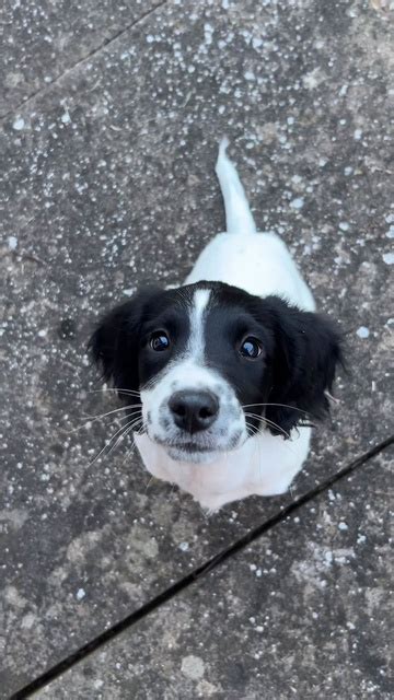 Клипы Собака забияка