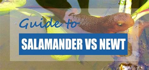 Salamanders Vs Newts Whats The Difference Pond Informer