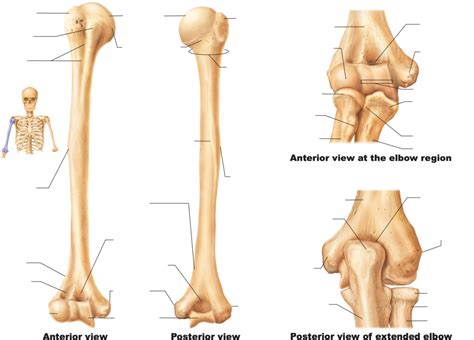 Anatomy Of The Humerus And Detailed Views Of Elbow Articulation Right