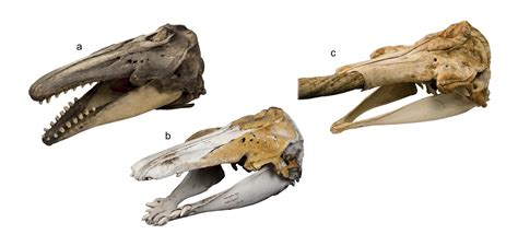 Narwhal Skull Teeth