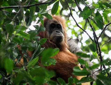 3 Types of Orangutans: Species, Facts and Photos