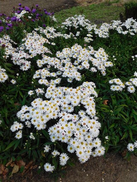 Symphyotrichum Kristina The Beth Chatto Gardens Plant Delivery