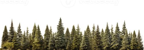 Ai Generated Green Evergreen Fir Pine Spruce Trees Treeline Isolated On